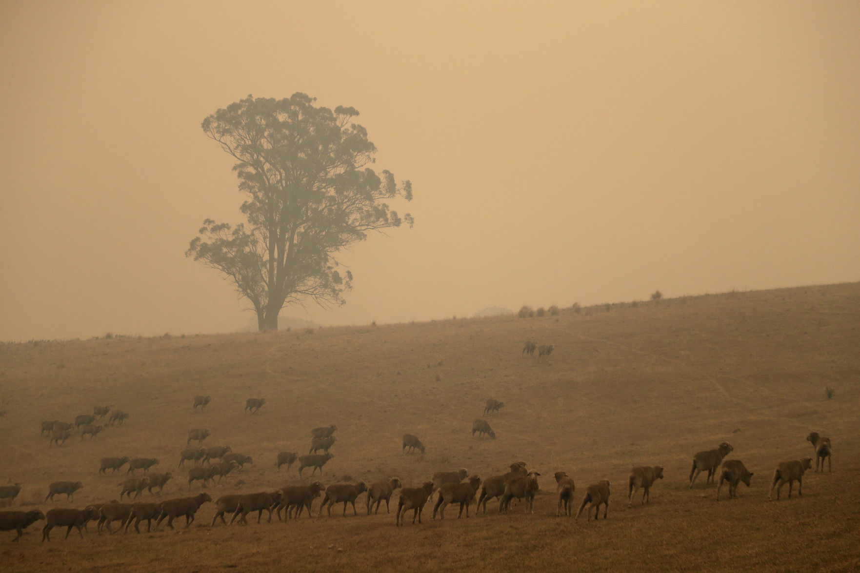 Australia wildfires